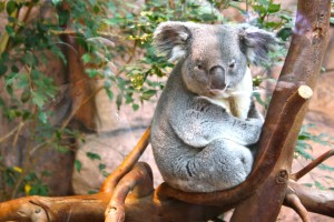 "Koala"