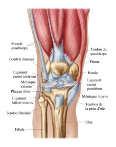 Genou-quadriceps-ligaments-ménisques-400x506